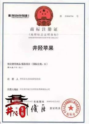 水果愛好者的福音 國家地理標志產品“井陘蘋果”上市，代理代辦全面啟動